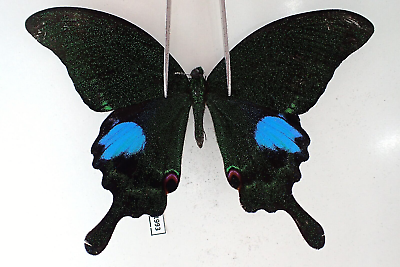 #ad PA11993. Unmounted butterflies: Papilio sp. Vietnam. Lai Chau $2.25