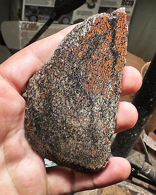 #ad Agatized Utah Dinosaur gem bone rough hxtled slab. $36.31