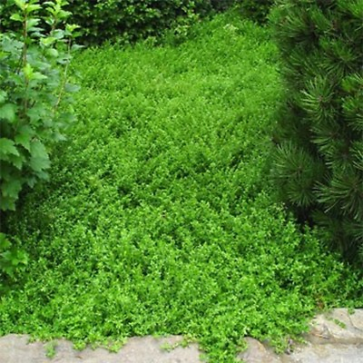 #ad Green Carpet Herniaria Glabra 100 seeds Seeds BOGO 50% off SALE $3.79
