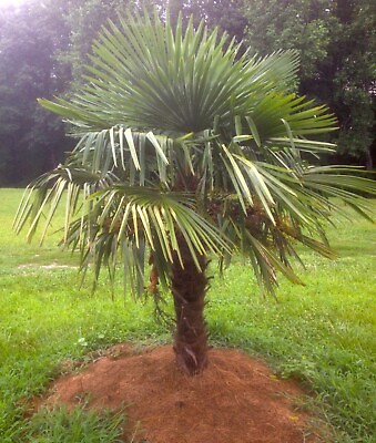 #ad 1 Windmill Palm Live Tree Cold Hardy Trachycarpus Fortunei 3 Year Old Tree $15.00