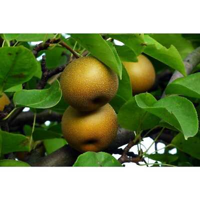 #ad Dwarf Hosui Asian Pear Tree Bare Root $44.06