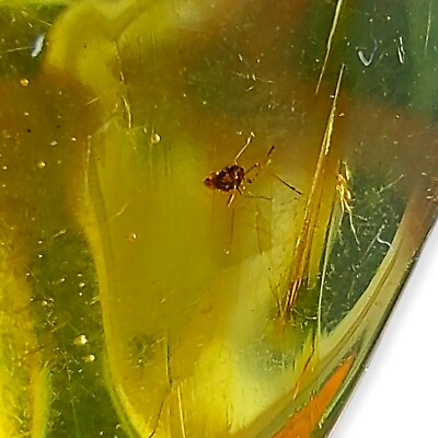 #ad Mexican Amber with Insect Unique Fossil Specimen from Chiapas High Quality $19.99