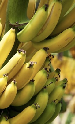 #ad Grand Nain Chiquita Banana Tree LOWEST PRICE ON THE INTERNET Live Banana Plant $9.97