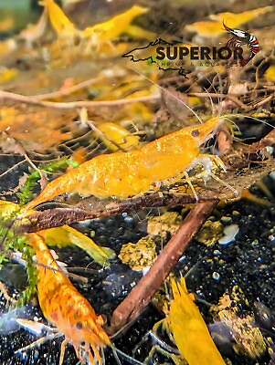 #ad 102 Sunkist Orange Freshwater Neocaridina Aquarium Shrimp 100% Live Guarantee $24.99