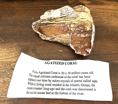 #ad Florida Agatized Fossil Coral Crystal Display Decor 398 Grams Some Fluorescence $22.99