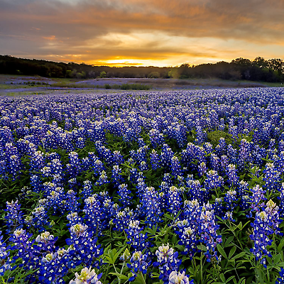 #ad Outsidepride 500 Seeds Annual Lupinus Texas Bluebonnet Wild Flower Seeds $13.99