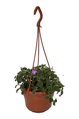 #ad Boysenberry Delight Cape Primrose Plant Streptocarpella 6quot; Hanging Basket $27.99