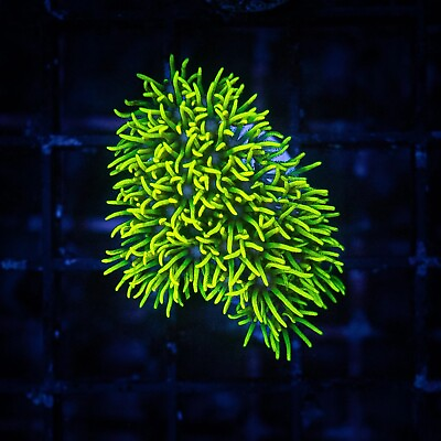 #ad Coral Frag: Green Star Polyp PEST FREE Culture LIVE GUARANTEE $37.99
