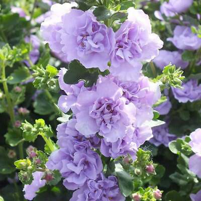 #ad 25 Blue Bacopa Hollyhock Seeds Perennial Flower Garden Flowers Seed 78 US SELLER $4.63