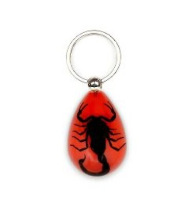 #ad Black SCORPION Real Keychain Ring Genuine INSECT Clear Key Chain Red Teardrop $11.99