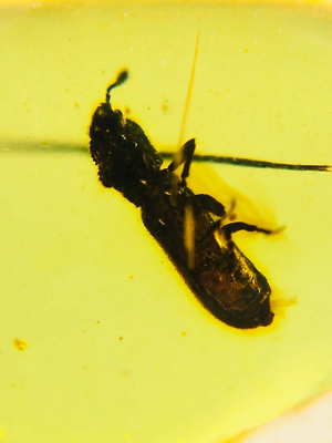 #ad Burmese burmite Cretaceous beetle insect fossil amber Myanmar $39.99