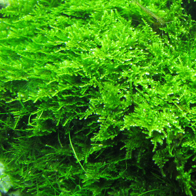 #ad 5 Portions Willow Moss Christmas Moss Live Aquarium Plant Aquatic Plants ✅ $25.99