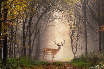 #ad Beautiful Fallow Deer Foggy Morning Forest Photo Poster 18x12 $10.98