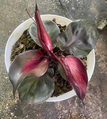 #ad Philodendron Red Heart Free Phytosanitary Certificate $125.77