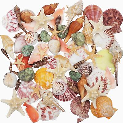 #ad Sea Shells Mixed Beach Seashells 9 Kinds 1.23.5 various Sizes Natural Seashell $18.45