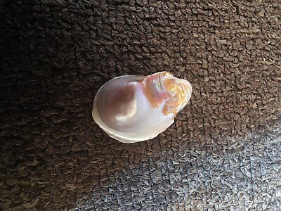 #ad 61ct Massive Natural Ocean Pearl from Huge Giant Clam Rare Australian Opalized AU $99.00