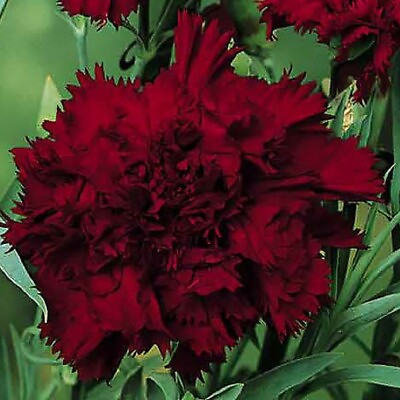 #ad 100 Black King Carnation Seeds Dianthus Flowers Seed Flower Perennial 1046 USA $5.49