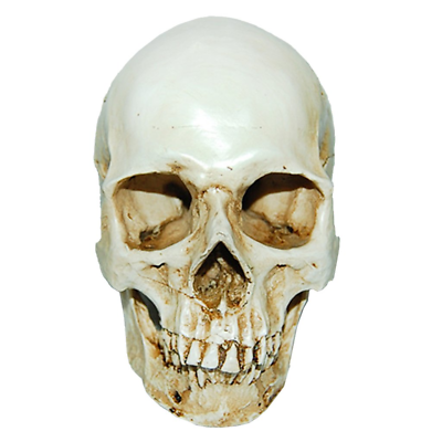 #ad #ad Lifesize 1:1 Human Skull Replica Resin Model Anatomical Medical Skeleton $16.95