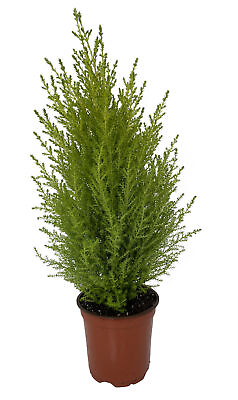 #ad Lemon Scented Goldcrest Cypress Tree Indoors Out 4.5quot; Pot $17.99