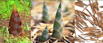 #ad 50Giant Moso Bamboo Seeds Perennial evergreen Grows Edible Bamboo shoots USA $4.38