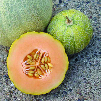 #ad Minnesota Midget Cantaloupe Seeds 25 Mini Melon Fruit NON GMO FREE SHIPPING $1.99