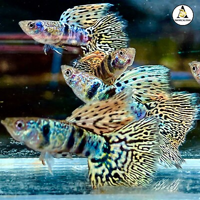#ad 1 Trio Premium Grade A Live Guppy Fish Fancy Yellow Tiger King Cobra VIP $34.95