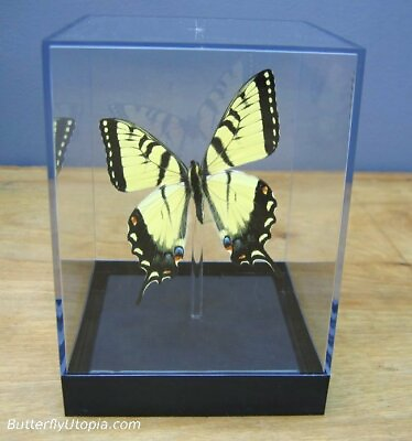 #ad Real 3D Framed Butterfly: Tiger Swallowtail Butterfly Table Top $64.00