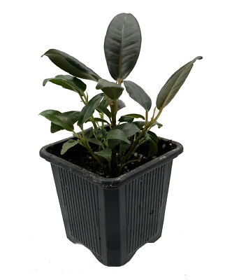 #ad Burgundy Rubber Tree Plant Ficus An Old Favorite 2.5quot; Pot $8.99