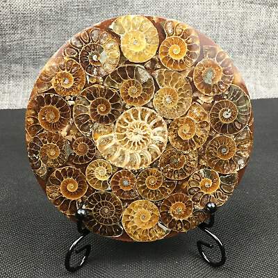#ad Natural Ammonite Disc Fossil Conch Specimen Crystal Healing Reiki Stand 1PC $21.83