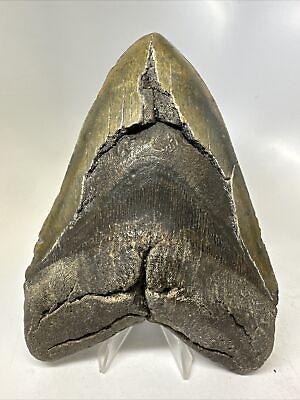 #ad Megalodon Shark Tooth 6.05” Massive Real Fossil Natural 15778 $450.00