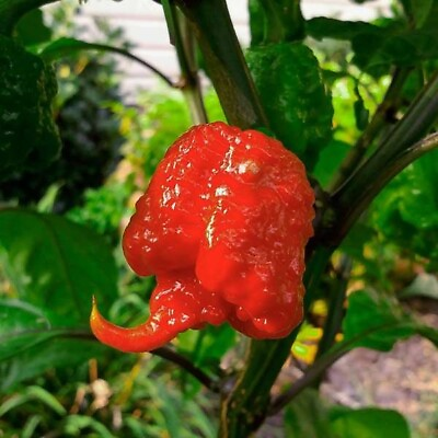 #ad #ad Hot Pepper Seeds 30 Seeds Carolina Reaper Chili Pepper non GMO free shipping $5.00