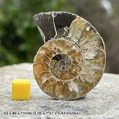 #ad SilverGeo Polished Half Ammonite Worldwide Fossil Genuine Gift GBP 12.60