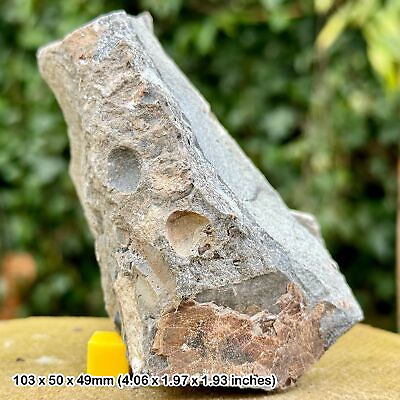 #ad Unique Fossil Bed with Fish Shark Reptile Remains amp; Coprolites Upper GBP 12.00