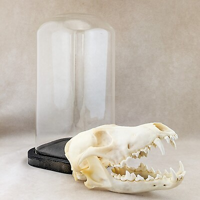 #ad H14 Coyote Skull Dome Display Showcase specimen Taxidermy Oddities Curiosities $99.00