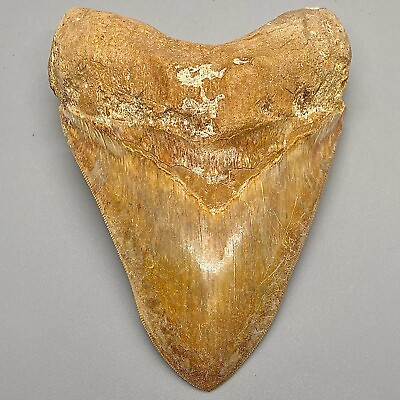 #ad GORGEOUS Collector Quality 5.63quot; Fossil INDONESIAN MEGALODON Shark Tooth $899.00