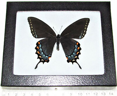 #ad Papilio glaucus female black form REAL FRAMED BUTTERFLY TIGER SWALLOWTAIL $30.00