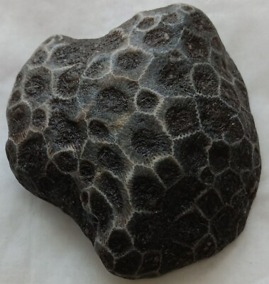 #ad Michigan Petoskey Stone Beautiful Unpolished Lake Michigan Fossil Coral Specimen $14.00