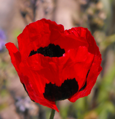 #ad Poppy TURKISH TULIP Red amp; Black Huge Flowers Pollinators Non GMO 1000 Seeds $4.48