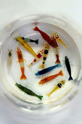 #ad 101 Adult Neocaridina Candy Skittle Live Shrimp Mixed Colors Aquarium with FOOD $16.99