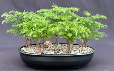 #ad Norfolk Island Pine Bonsai Tree Five Tree Forest Group Indoor Easy to care $189.00