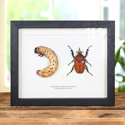 #ad Giant Flower Beetle amp; Larvae Taxidermy In Box Frame mecynorhina torquata ugande GBP 113.99