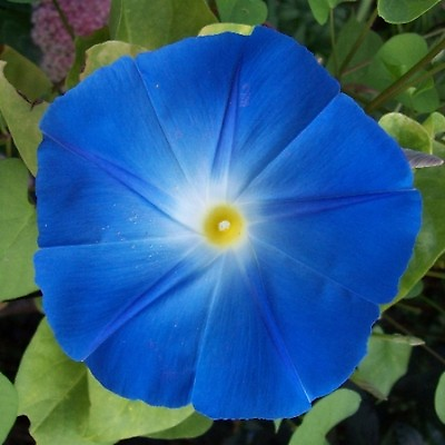 #ad 150 Morning Glory Seeds Heavenly Blue Ipomoea tricolor $2.99
