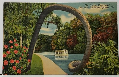 #ad Florida The Horse Palm on Beautiful Silver Springs Fl Postcard I2 $4.95