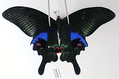 #ad PA12214. Insects butterflies: Papilio sp. Vietnam. Ngoc Linh $1.50