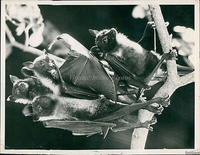 #ad 1991 Cluster Of Four Young Bats Hanging From Exhibit Tree Limb Animals 7X9 Photo $24.99