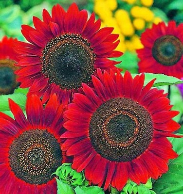 #ad Sunflower Seeds Vibrant Red Velvet Queen Heirloom Free Shipping $160.00