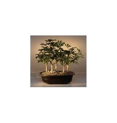 #ad 5 Tree Forest Group Hawaiian Umbrella Bonsai Tree 6 y.old 10quot; tall Luseanne $185.95