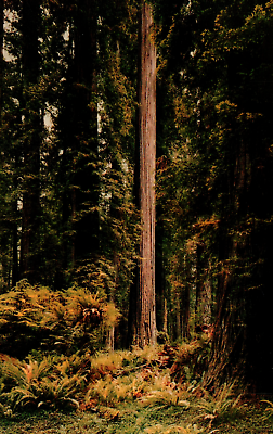#ad Vintage Postcard Jedediah Smith Redwood State Park Tree Crescent City California $3.86